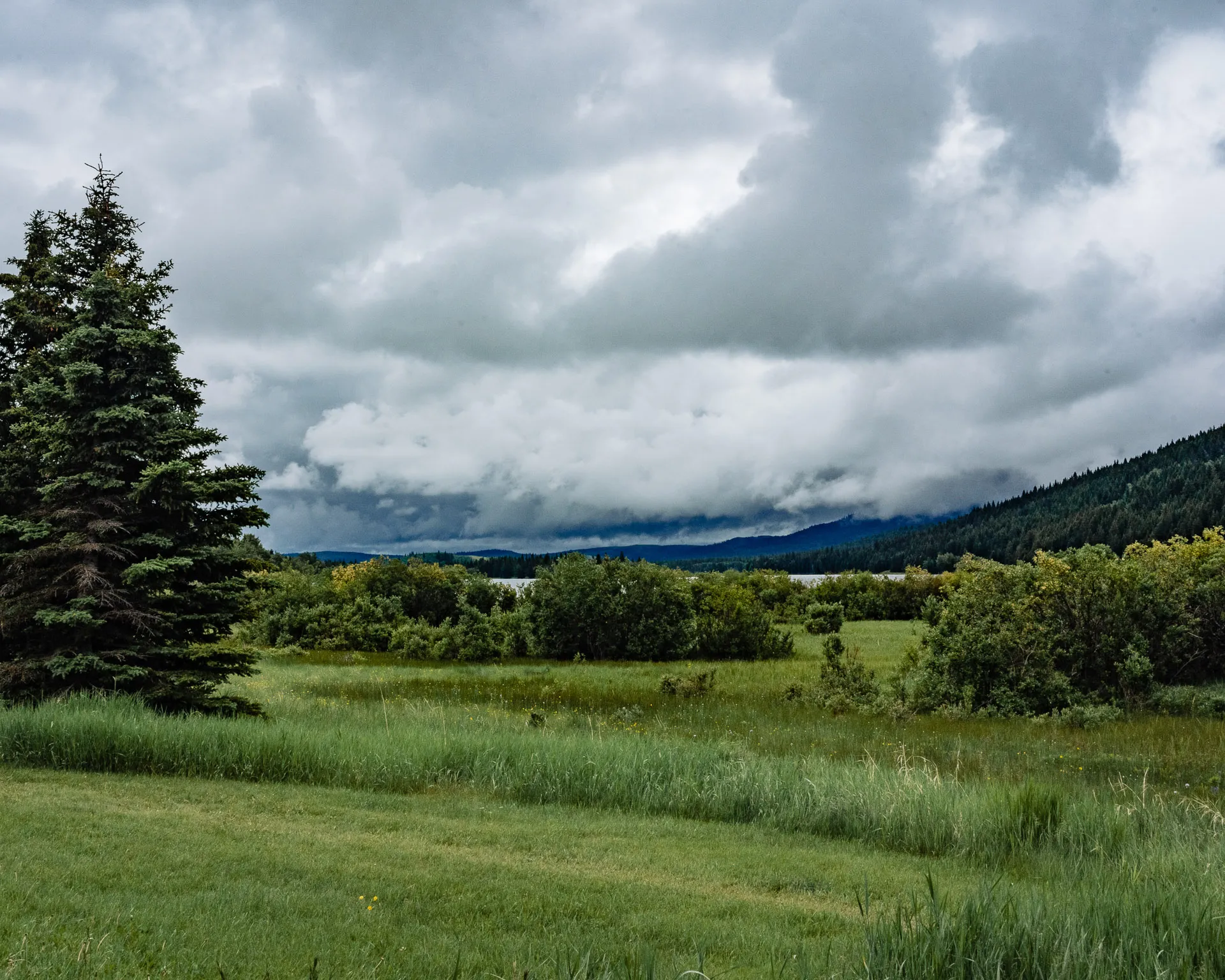 Overcast day on Homestead Loop Trail · Photo by Field Notes