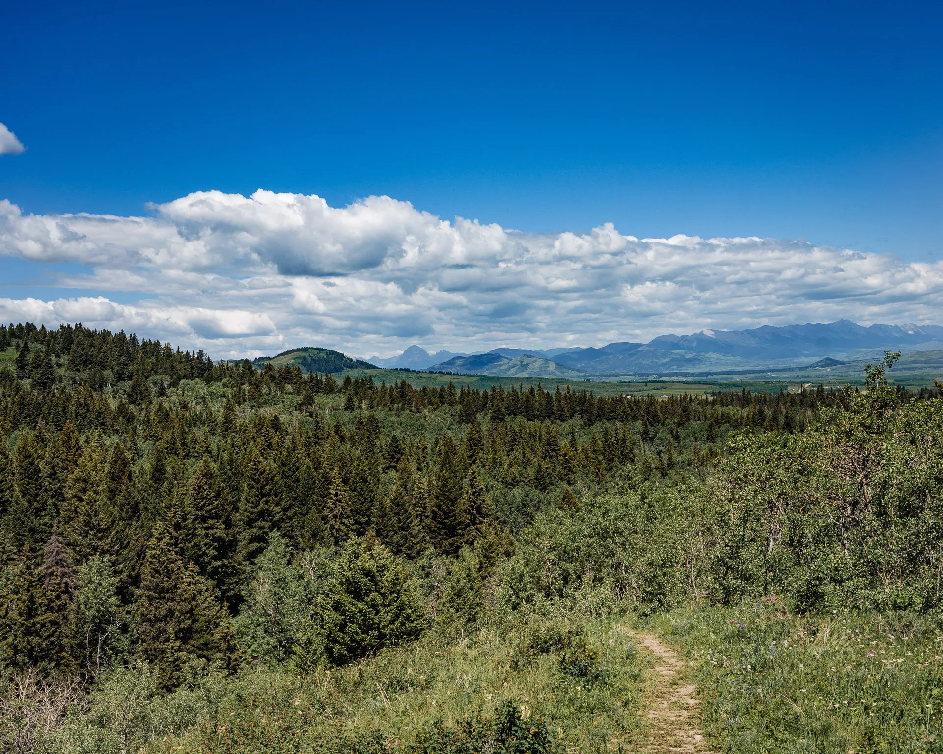 Piney Point Trail · Photo by Field Notes